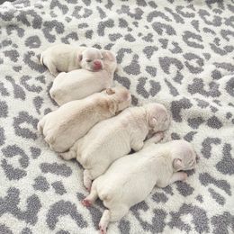 French Bulldog puppies from Endless Frenchies