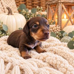 Chance- CKC Registration - Chocolate and tan male Dachshund puppy in Stoneville, North Carolina from Yadkin Valley Dachshunds