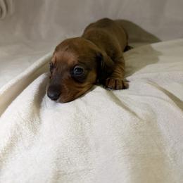 Boy 1 - Chocolate and tan male Dachshund puppy in Texarkana, Arkansas from Cadie Bounds