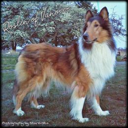 Roslin - Collie