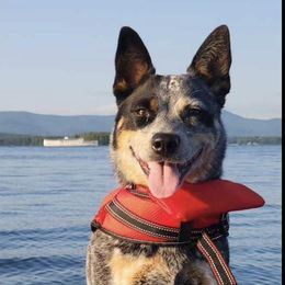Australian Cattle Dogs and Parson Russell Terriers from Dreamfield Manor Farm