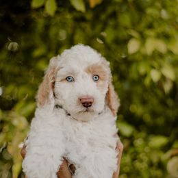 Tatertot - White male Sheepadoodle puppy in Patterson, California from Dooling Doodles