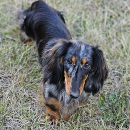 Kai - Dachshund