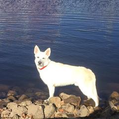 Berger Blanc Suisses from Stravi Vukovi Belog Anđela
