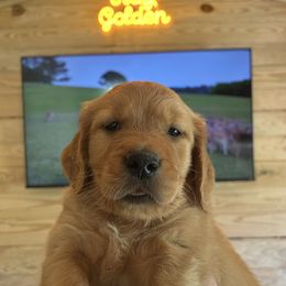 Golden Retriever Puppies from Apple Country Retrievers