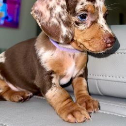 Dachshund Puppies from Remi’s Dapple Dachshunds