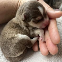 Blaine - Chocolate female Pomsky puppy in Rathdrum, Idaho from Smart Pomskies and Frenchies