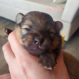 Marley - Orange sable female Pomeranian puppy in Saint Charles, Missouri from Bisous Pomeranians & Heartland Sh