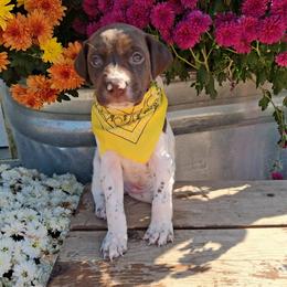 Yellow Boy - Liver and white male German Shorthaired Pointer puppy in Potosi, Wisconsin from Point and Flush Gun Dogs