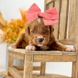 Joan - Red  female Goldendoodle puppy in Queen Creek, Arizona from Goldendoodle AZ