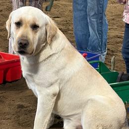 Walter - Labrador Retriever