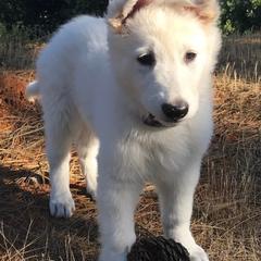 Berger Blanc Suisses from Shasta Shepherds