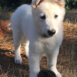 Berger Blanc Suisses from Shasta Shepherds