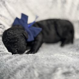 Jacob blue collar - Black male Goldendoodle puppy in Lexington, North Carolina from Deborah’s Doodles