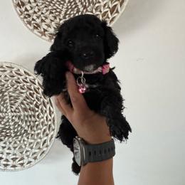 Miss. Leche - Black female Poodle puppy in Gainesville, Florida from Pet Inn Xxweetdoodles