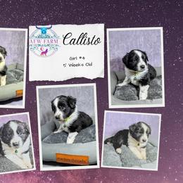 Australian Shepherd, Great Dane, and Great Pyrenees Puppies from AEW Farm
