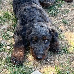 Ally - Merle female Bernedoodle puppy in Caldwell, Idaho from Treasure Valley Poodles