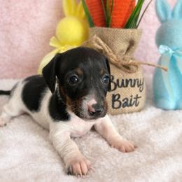 Dachshund Puppies from Bear Creek Mini Dachshunds