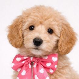 Bowie - Apricot male Goldendoodle puppy in Hendersonville, Tennessee from Ben's Best Buddy Goldendoodles