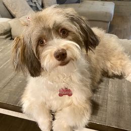 Katarina - Havanese