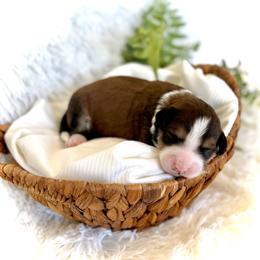 Tanner - Sable male Bernedoodle puppy in Bremen, Indiana from Farmland Doodles
