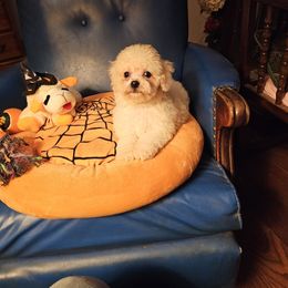 Orangie - White and buff female Bichon Frise puppy in Chatham, Illinois from Bichon Frise Partnership