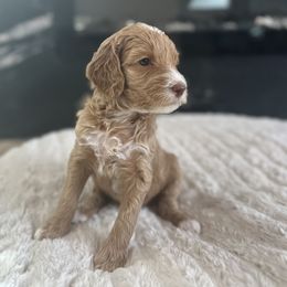 Meet Captain America - Our Dashing Red Tuxedo Goldendoodle - Red  Goldendoodle puppy in Morgan Hill, California from Supriya's Goldendoodles