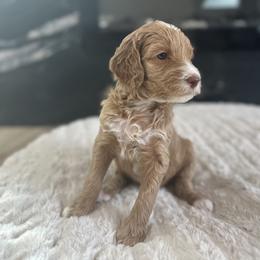 Meet Captain America - Our Dashing Red Tuxedo Goldendoodle - Red  Goldendoodle puppy in Morgan Hill, California from Supriya's Goldendoodles