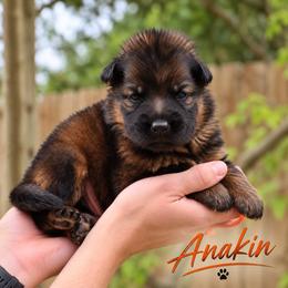 Anakin - Sable male German Shepherd puppy in Canton, Texas from WILDWOOD GERMAN SHEPHERDS