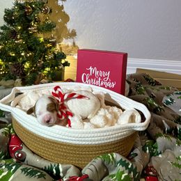 Maple - Parti female Goldendoodle puppy in Mesa, Arizona from AZ River Doodles