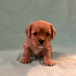 Padme - Ruby female Cavachon puppy in Greeley, Colorado from Cute, Colorado Cavachons