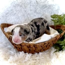 Tyson - Merle male Bernedoodle puppy in Bremen, Indiana from Farmland Doodles