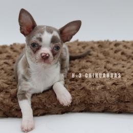 Pierce( lilac Merle ) - Merle male Chihuahua puppy in Tulsa, Oklahoma from H-3 Chihuahuas