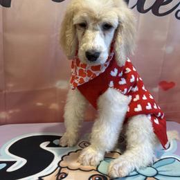 Louie - Parti male Poodle puppy in Mobile, Alabama from Semmy’s Standard Poodle LLC