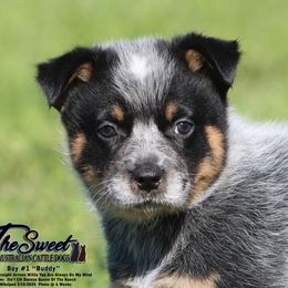 Australian Cattle Dog Puppies from The Sweet Kennels
