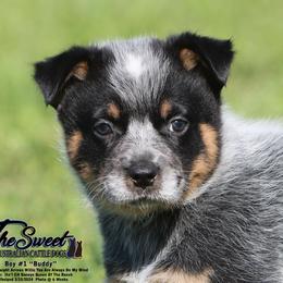 Australian Cattle Dog Puppies from The Sweet Kennels