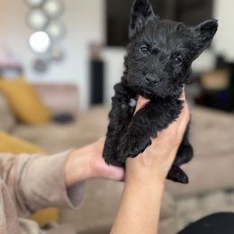 Scottish Terrier Puppies from Santas Scotties