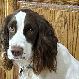English Springer Spaniel puppies from DAYSPRINGERS