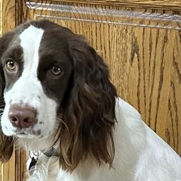 English Springer Spaniel puppies from DAYSPRINGERS