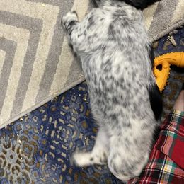 English Springer Spaniel Puppies from Hometown Springers