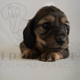 Gucci - Cream male Dachshund puppy in Temecula, California from Naomi Magee's Dachshund Kennel