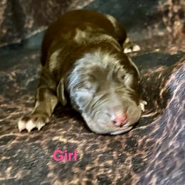 Girl 1 - Chocolate female Catahoula Leopard Dog puppy in Peyton, Colorado from Gunslinger Catahoulas