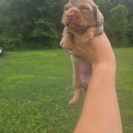 Gordo - Chocolate and tan male Dachshund puppy in Berry, Alabama from Whisper Gray