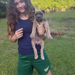 Yellow collar - Gray and fawn female Cane Corso puppy in Opelousas, Louisiana from Azelees Cane Corso