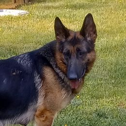 FARRAH - German Shepherd