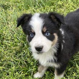 Australian Shepherds from Shelby's Aussies