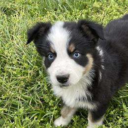 Australian Shepherds from Shelby's Aussies