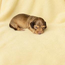 Weston - Red male Dachshund puppy in Richmond, Virginia from Paw Prints