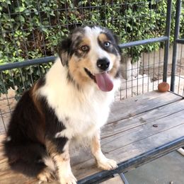 Bunny - Miniature American Shepherd
