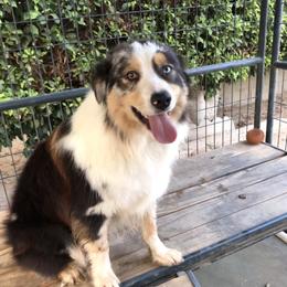Bunny - Miniature American Shepherd